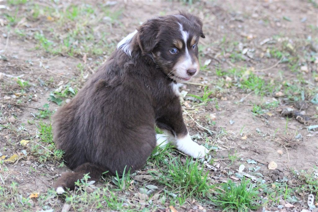 Chiot Mini Berger Americain, femelle disponible en