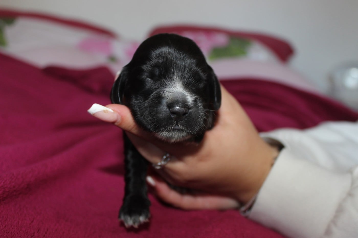 Cocker Spaniel Anglais - du parfum de vanille
