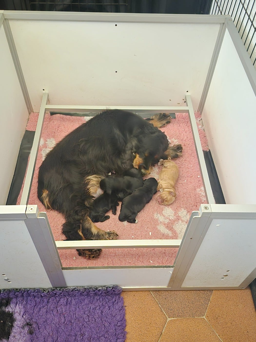 CHIOT 3 - Cocker Spaniel Anglais