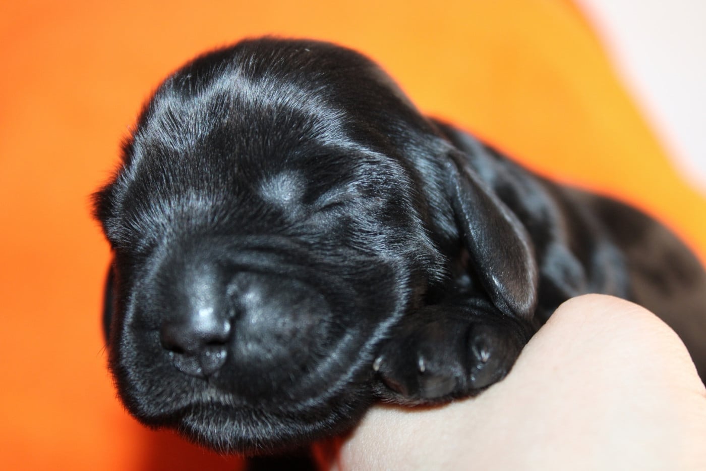 Chiot N°6 - Cocker Spaniel Anglais