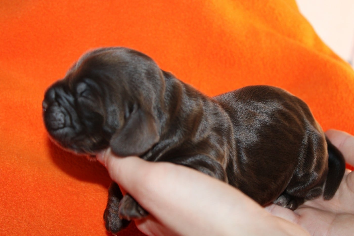 Cocker Spaniel Anglais - du parfum de vanille