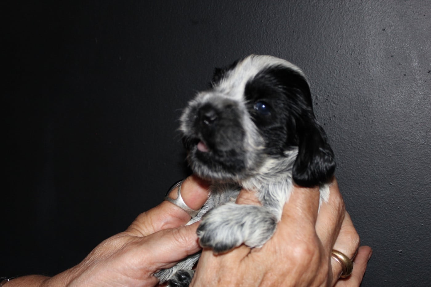 Chiot Cocker Spaniel Anglais