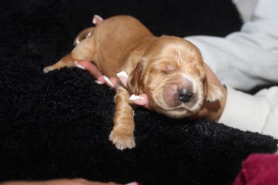Les chiots de Cocker Spaniel Anglais