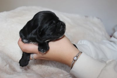 Les chiots de Cocker Spaniel Anglais