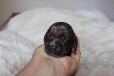 Les chiots de Cocker Spaniel Anglais