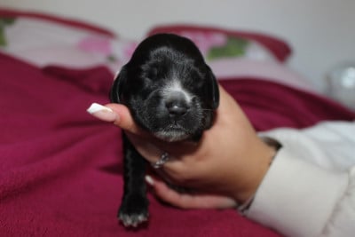 Les chiots de Cocker Spaniel Anglais