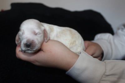 Les chiots de Cocker Spaniel Anglais