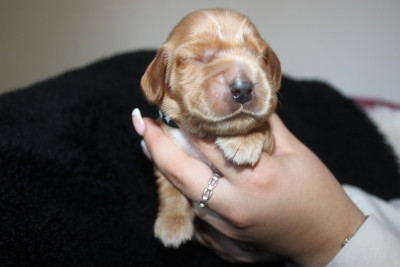 Les chiots de Cocker Spaniel Anglais