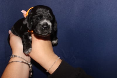 Les chiots de Cocker Spaniel Anglais