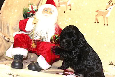 Les chiots de Cocker Spaniel Anglais