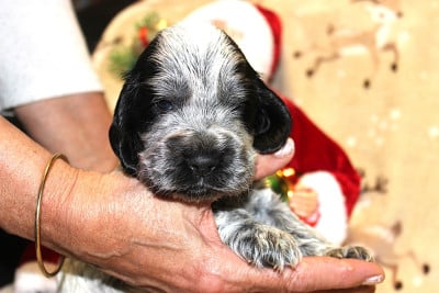 Les chiots de Cocker Spaniel Anglais