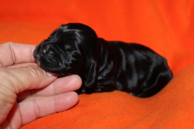 Les chiots de Cocker Spaniel Anglais