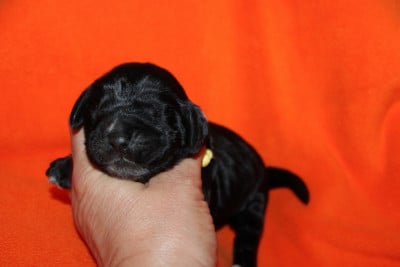 Les chiots de Cocker Spaniel Anglais