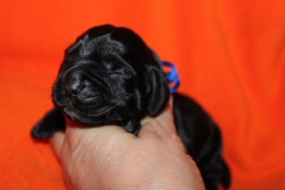 Les chiots de Cocker Spaniel Anglais