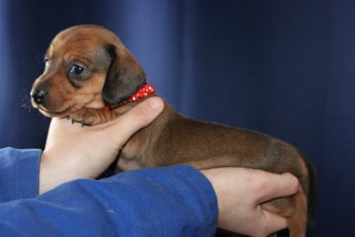 Les chiots de Teckel poil ras