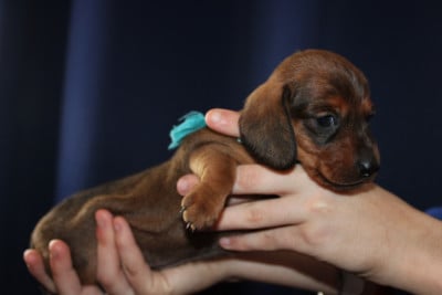Les chiots de Teckel poil ras
