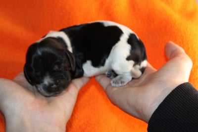 Les chiots de Cocker Spaniel Anglais
