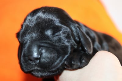 Les chiots de Cocker Spaniel Anglais