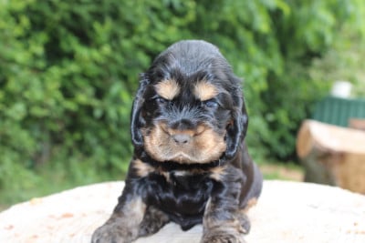 Les chiots de Cocker Spaniel Anglais