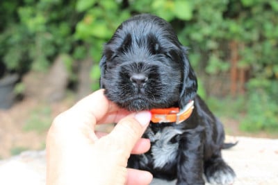 Les chiots de Cocker Spaniel Anglais
