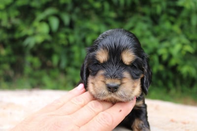 Les chiots de Cocker Spaniel Anglais