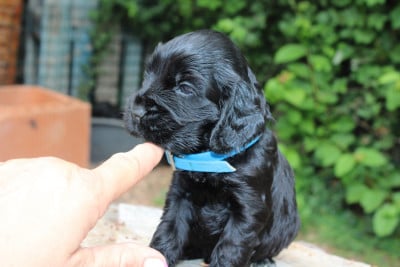 Les chiots de Cocker Spaniel Anglais