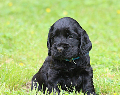 Les chiots de Cocker Spaniel Anglais