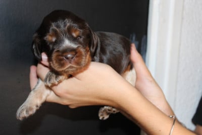 Les chiots de Cocker Spaniel Anglais