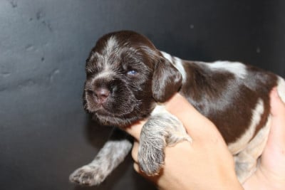 Les chiots de Cocker Spaniel Anglais