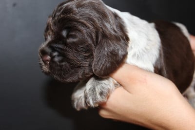 Les chiots de Cocker Spaniel Anglais
