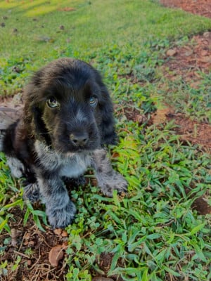 Les chiots de Cocker Spaniel Anglais