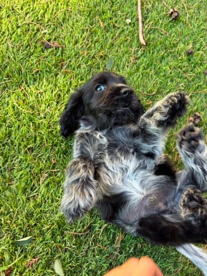 Les chiots de Cocker Spaniel Anglais