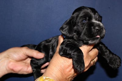 Les chiots de Cocker Spaniel Anglais