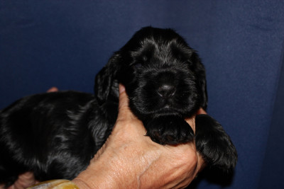 Les chiots de Cocker Spaniel Anglais