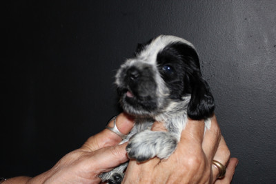 Les chiots de Cocker Spaniel Anglais