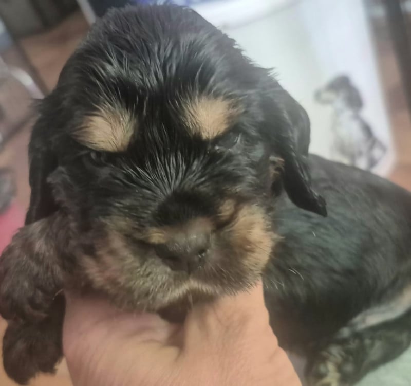 Cocker Spaniel Anglais - du parfum de vanille
