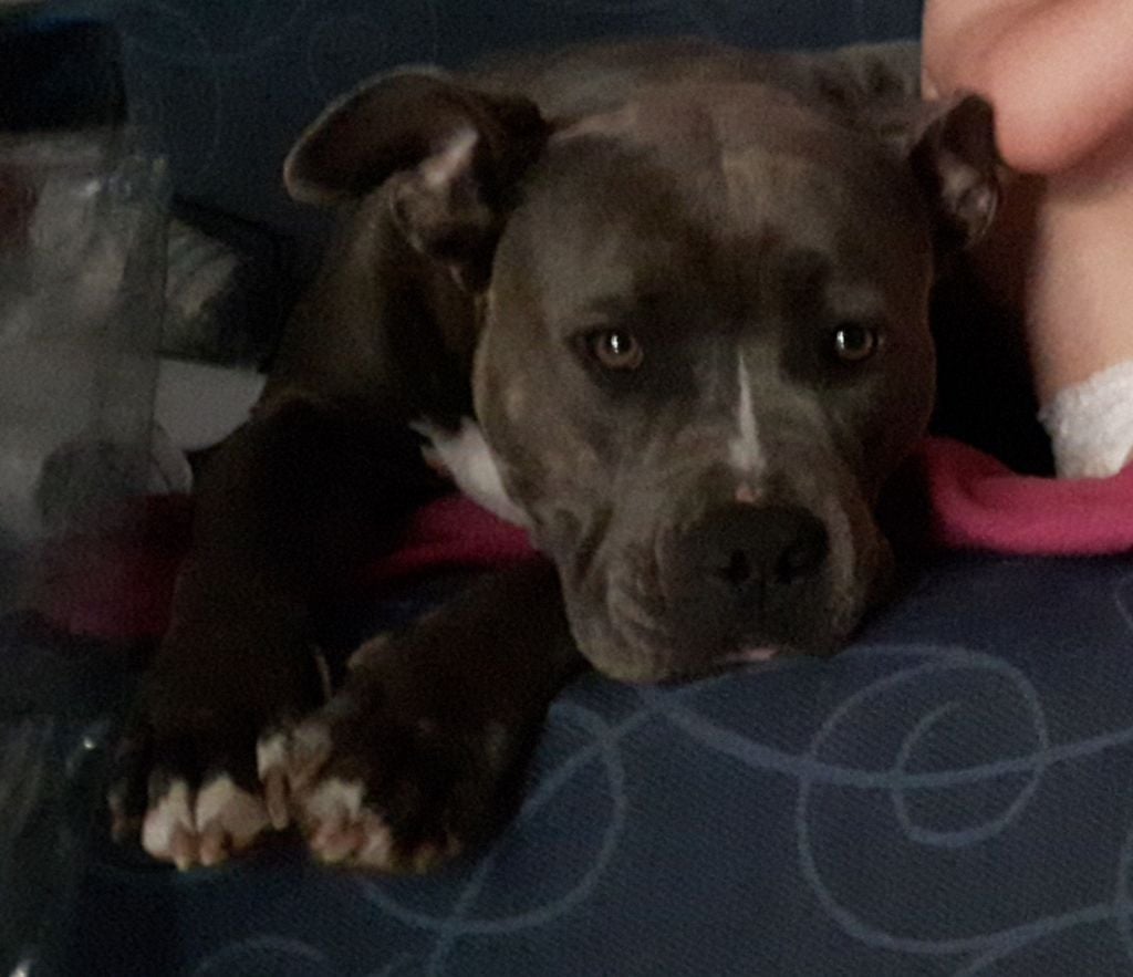Nala (Sans Affixe)