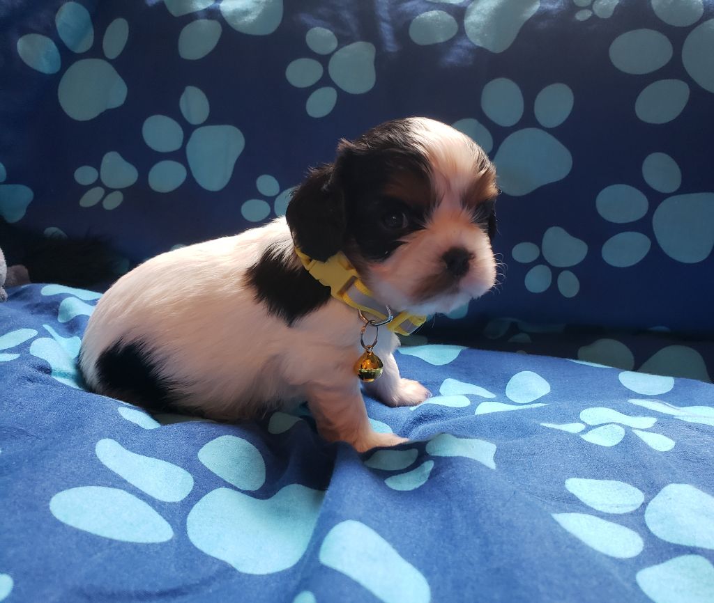 THEMIS Du Petit Brillouard