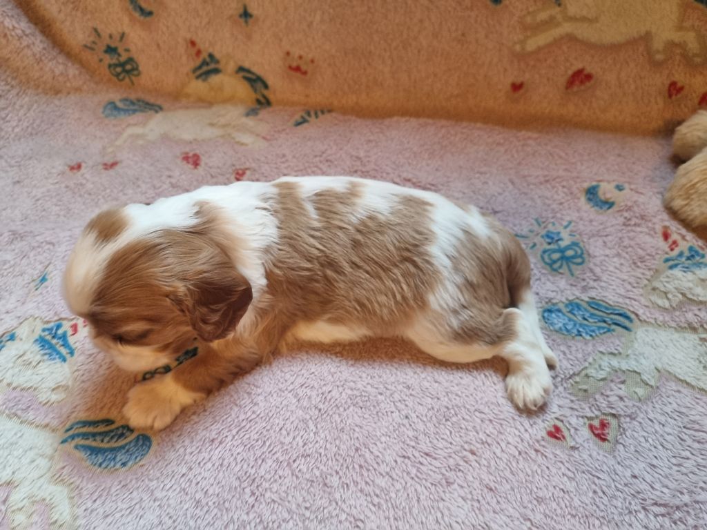 V... Du Petit Brillouard