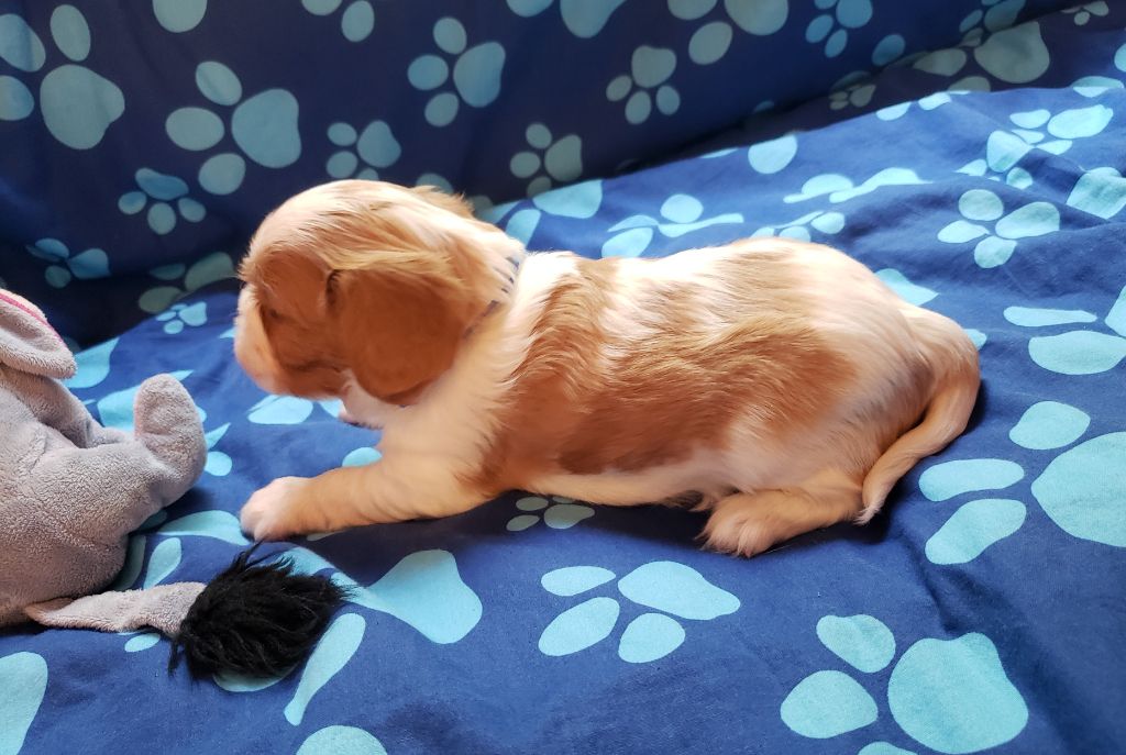 Timon Du Petit Brillouard