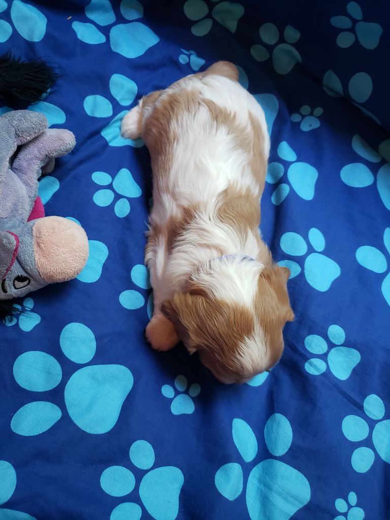 TINA Du Petit Brillouard