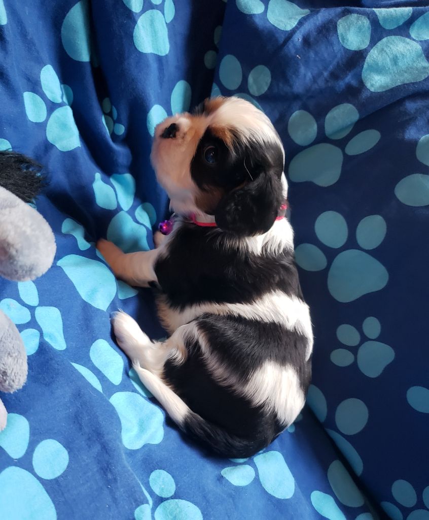 TENNESSEE Du Petit Brillouard