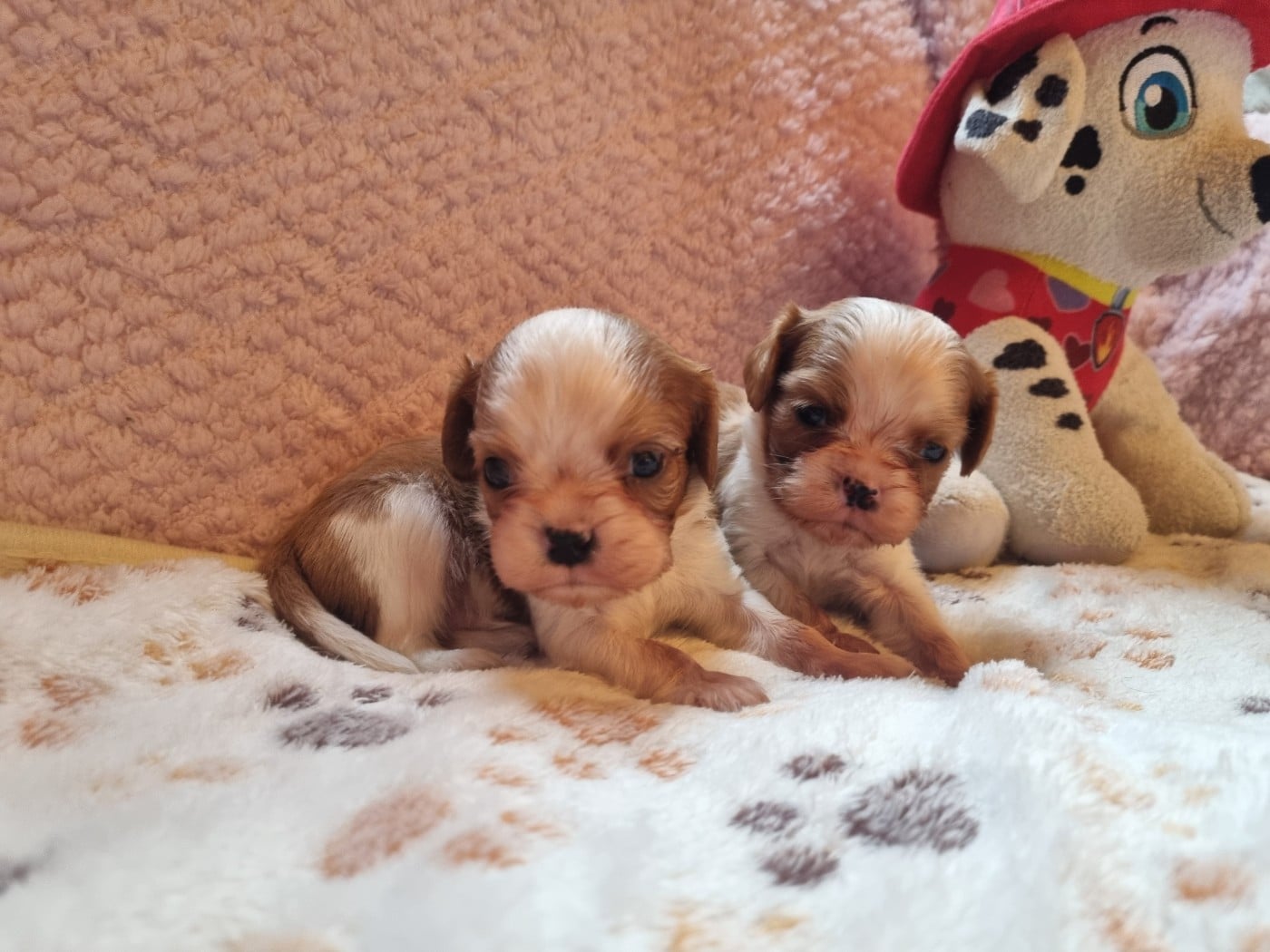 B... Du Petit Brillouard