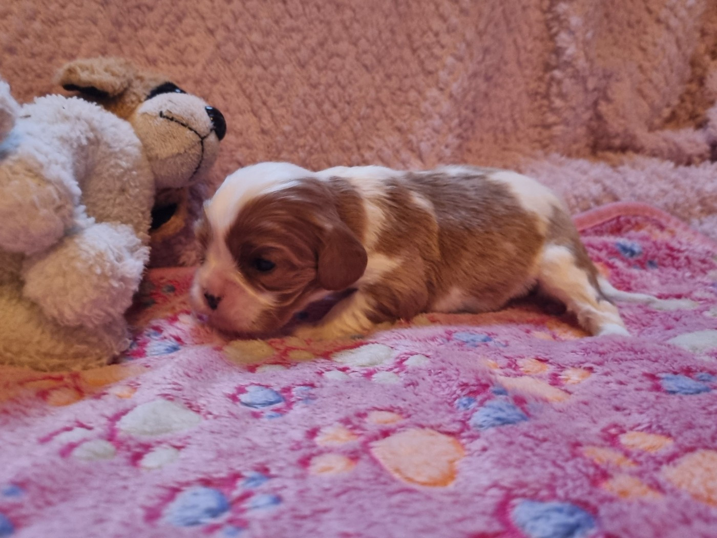 B... Du Petit Brillouard