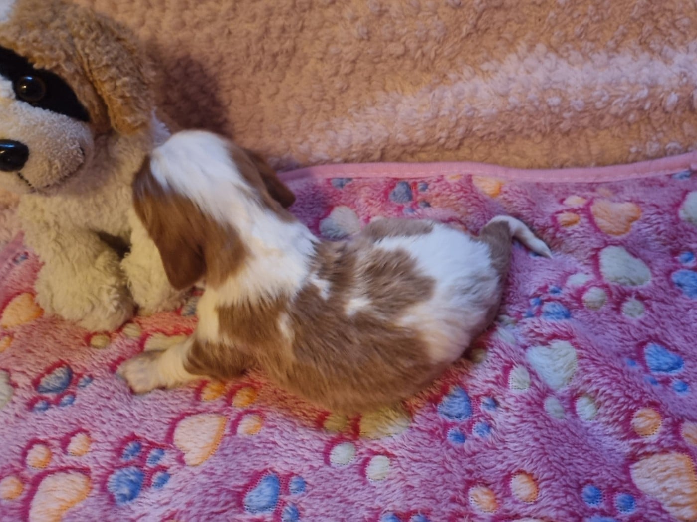 B... Du Petit Brillouard