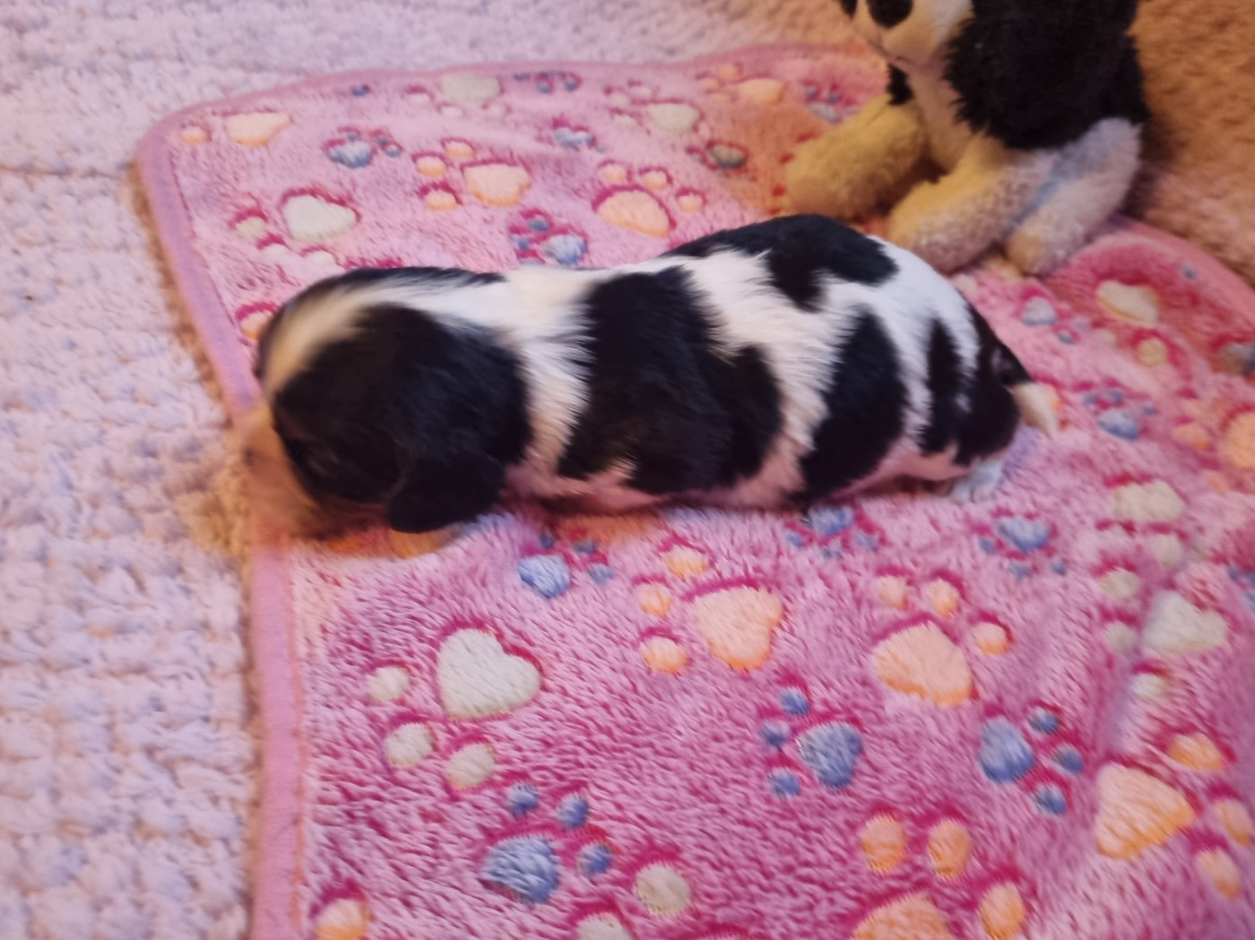 B... Du Petit Brillouard