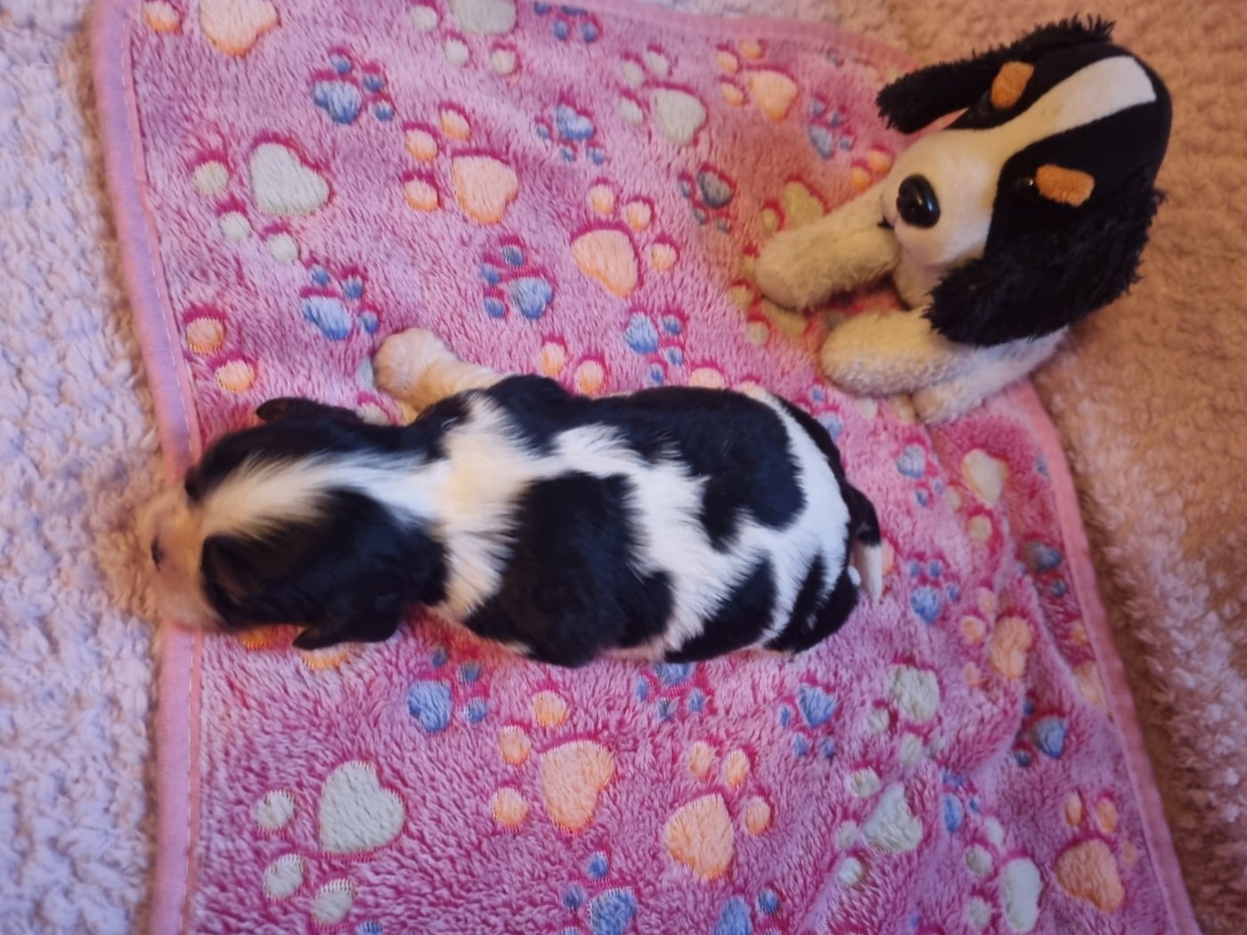 B... Du Petit Brillouard