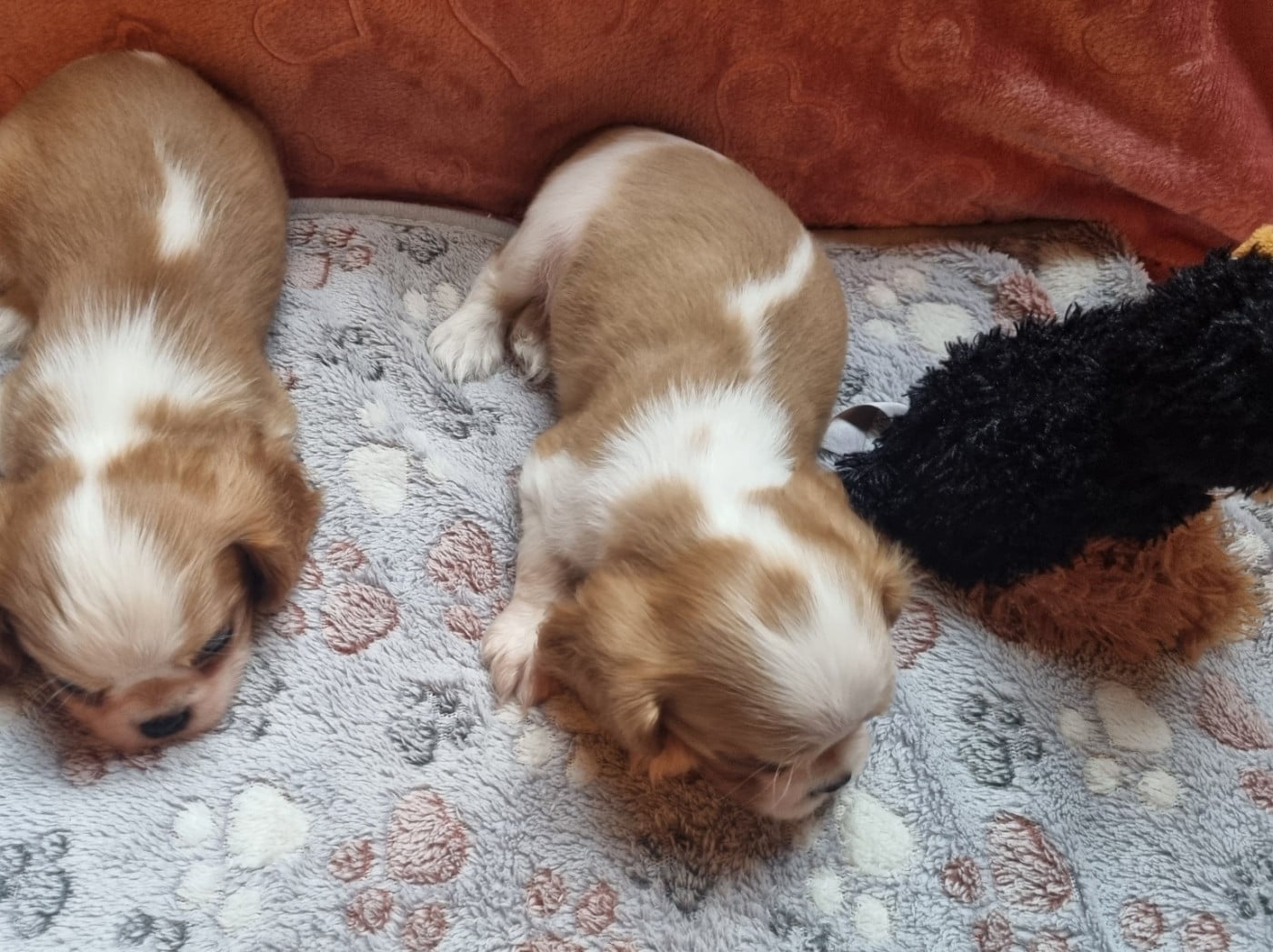 Bailey Du Petit Brillouard