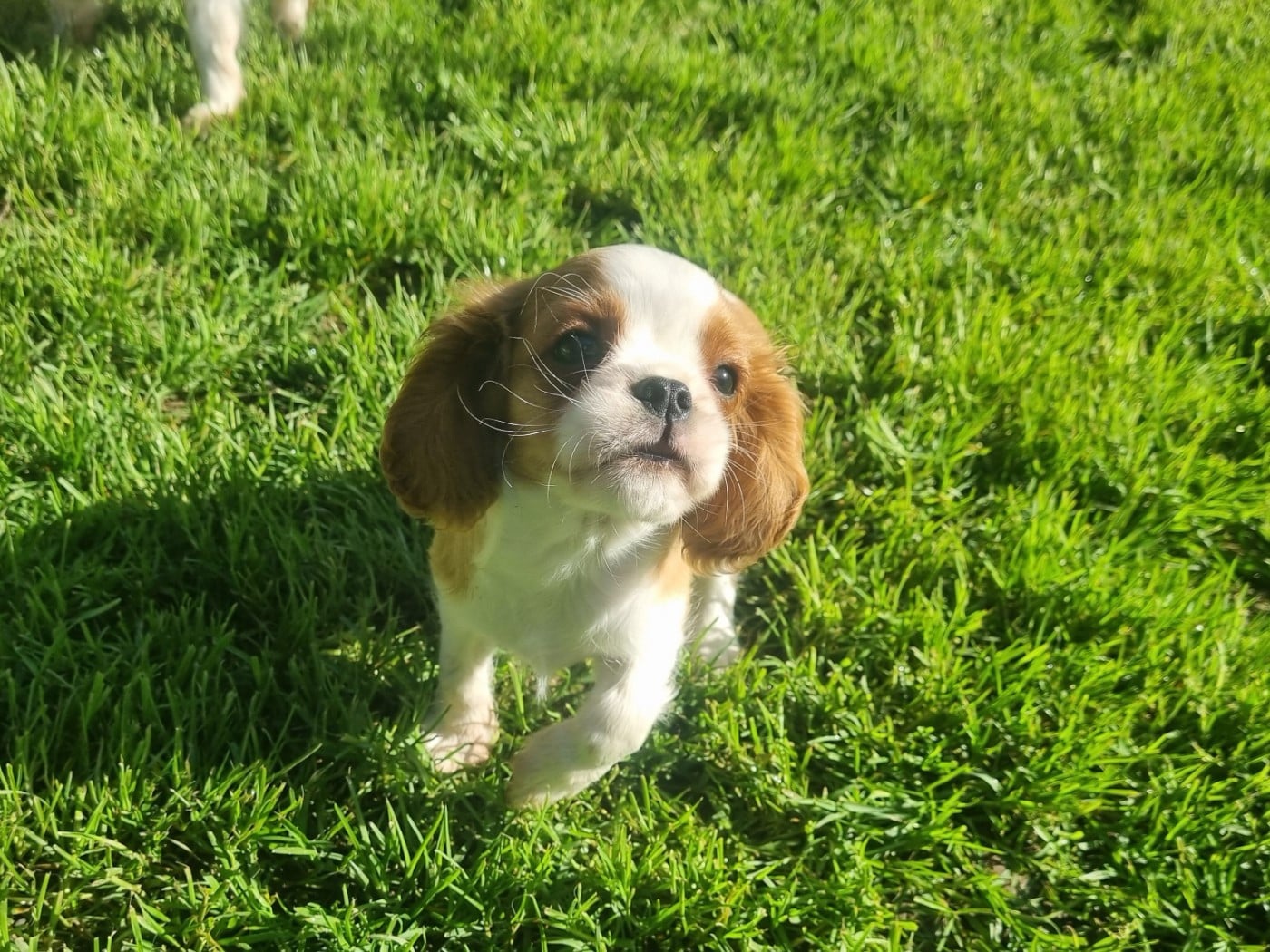 Cavalier King Charles Spaniel - Du Petit Brillouard