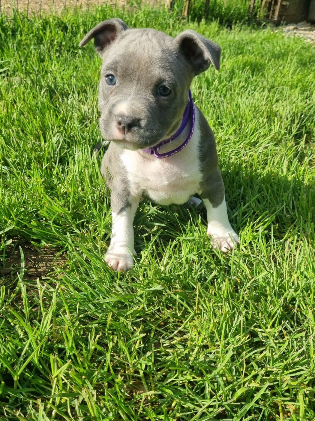 American Staffordshire Terrier - Du Petit Brillouard